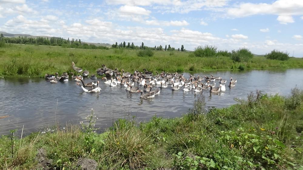 Kars mutfağının olmazsa olmazı kazlar besiye alındı