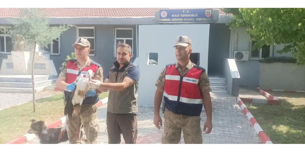 Aralık ilçesinde bulunan leylek koruma altına alındı