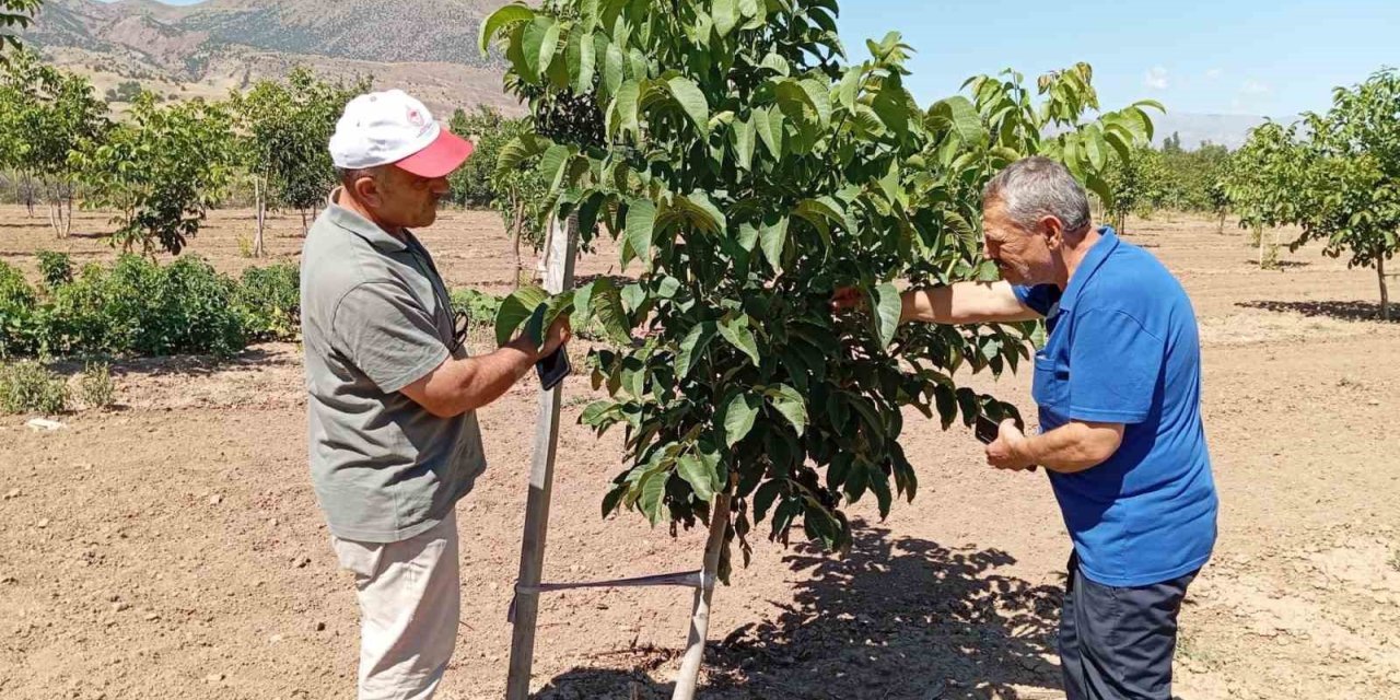 Erzincan’da ceviz yetiştiriciliği artıyor