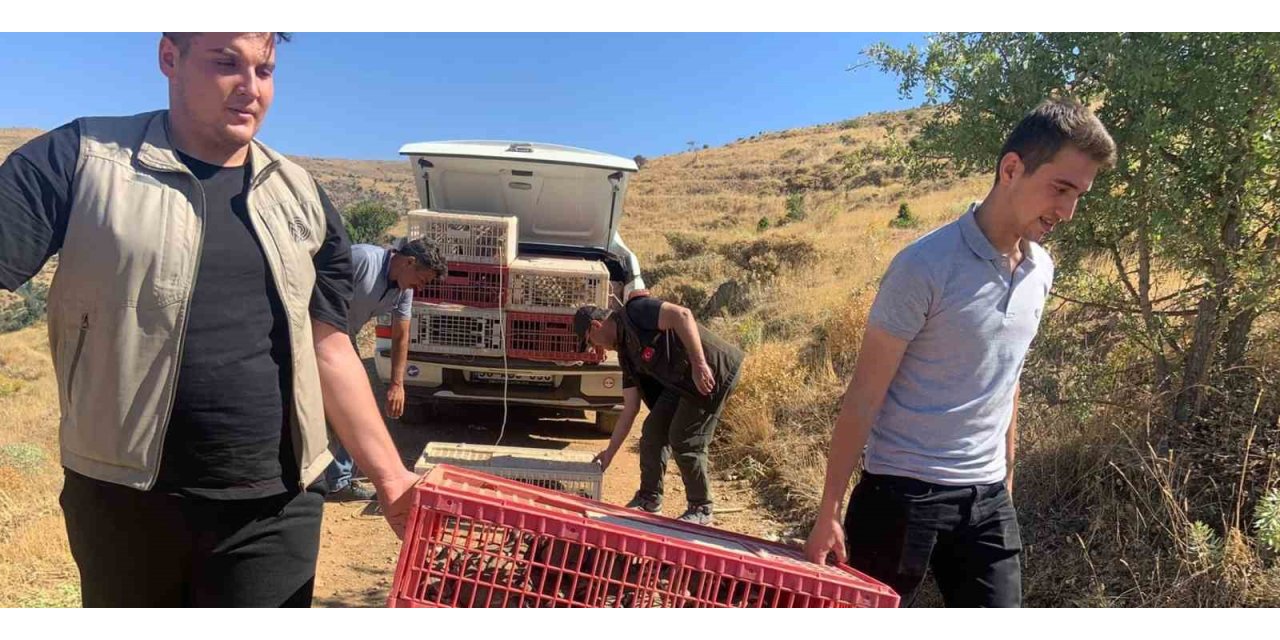 Elazığ’da doğaya keklik salımı gerçekleştirildi, alan 3 yıl boyunca ava kapatıldı