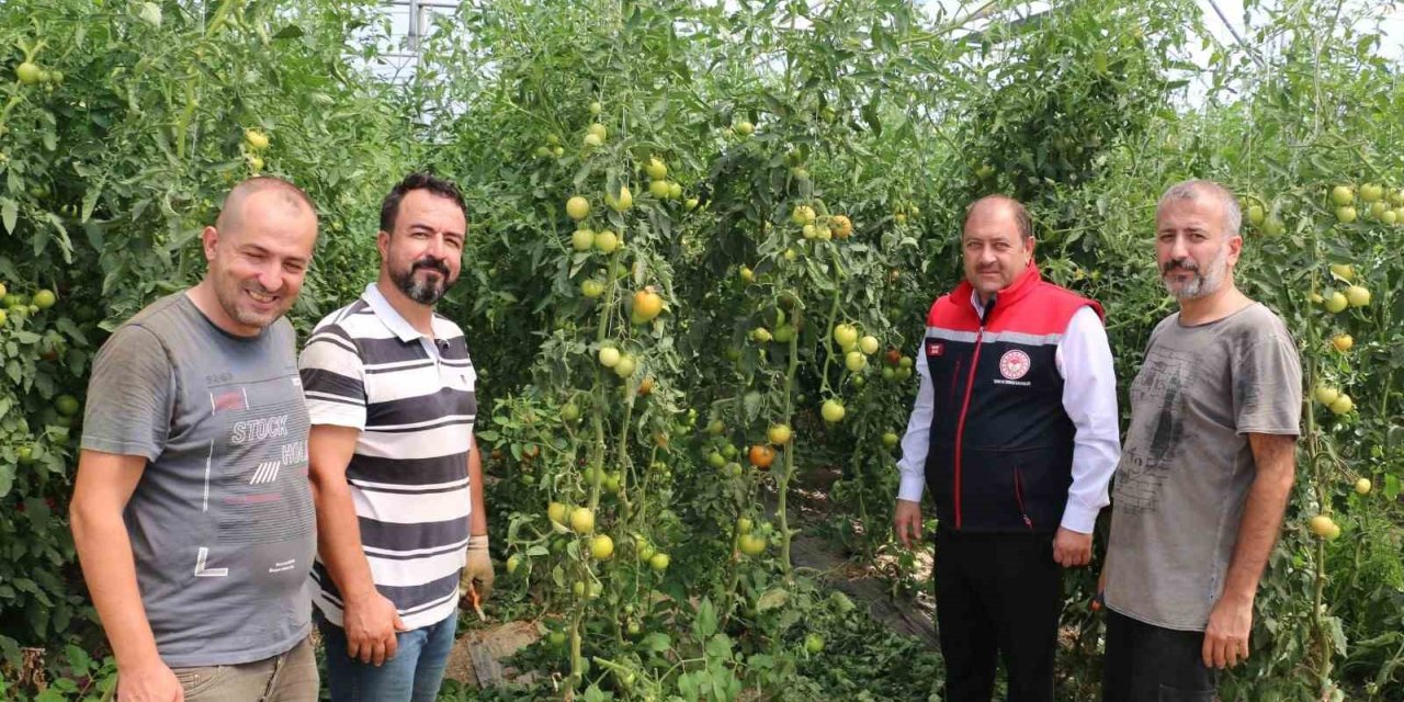 Erzincan, domates ve salatalıkta bölgeyi besliyor