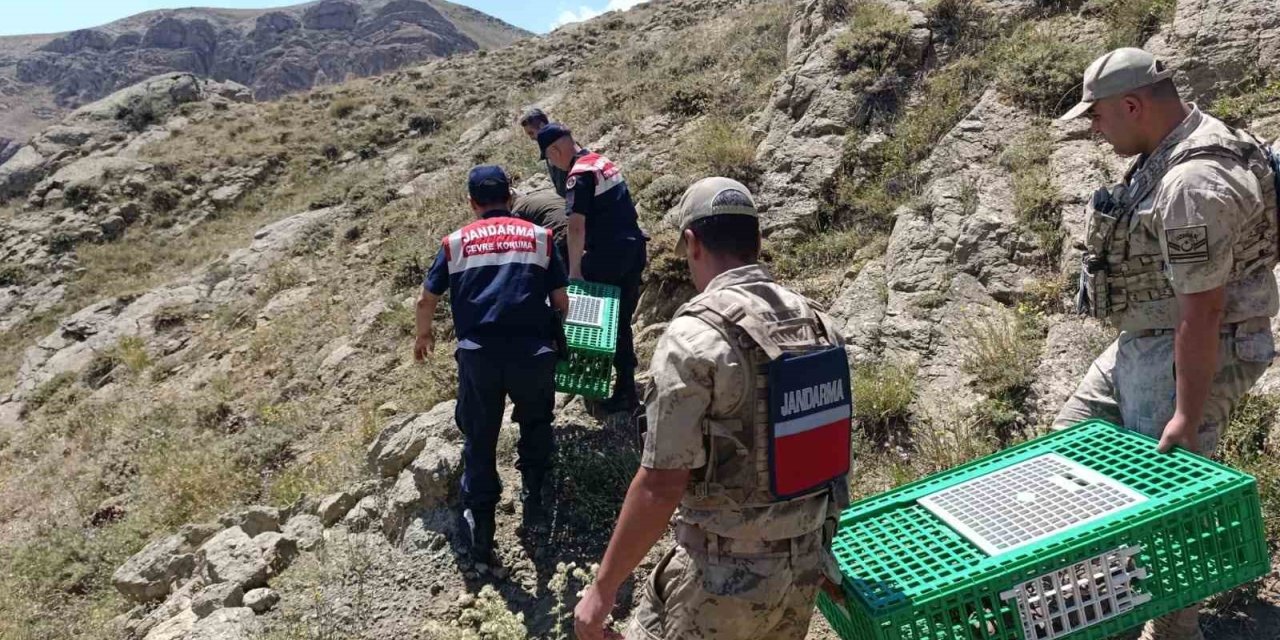 Ağrı’da keklikler doğaya salındı