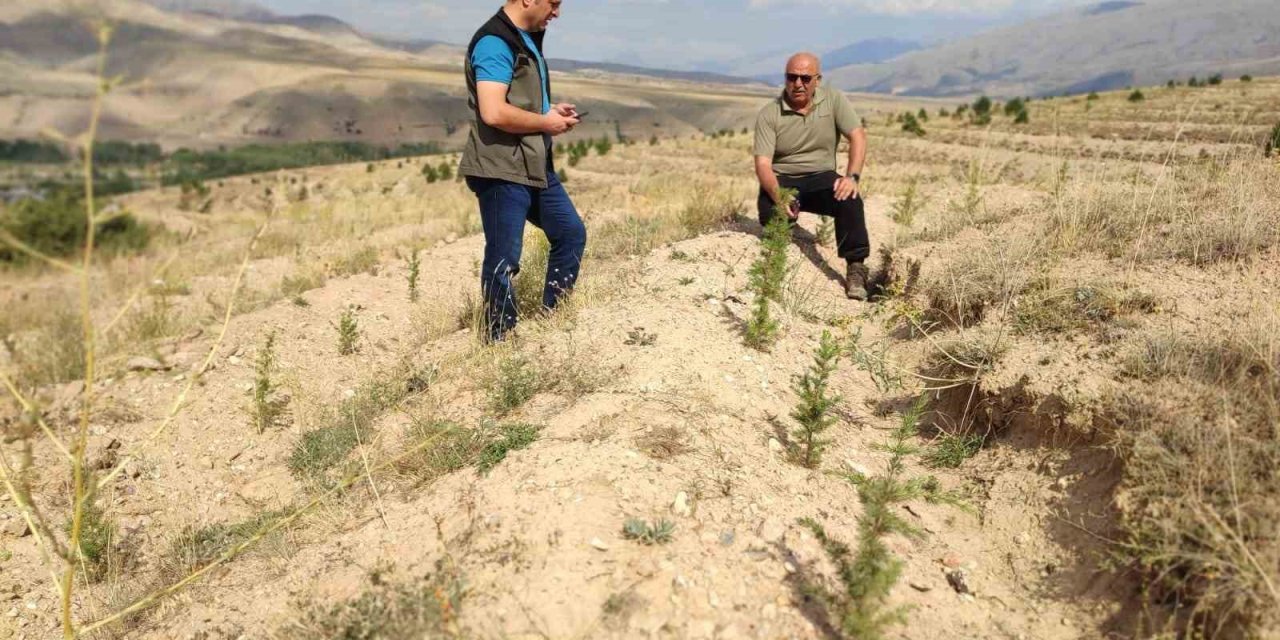 180 bin adet sedir ve 40 bin adet karaçam dikimi yapılan sahalarda incelemelerde bulunuldu