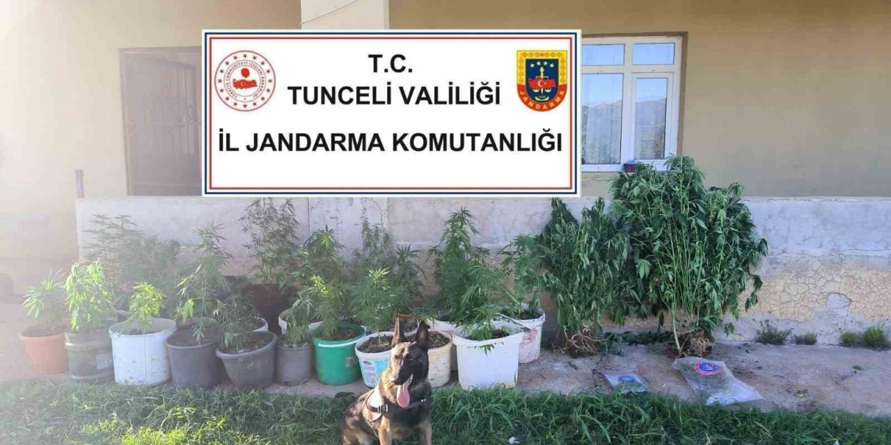 Tunceli’de uyuşturucu operasyonu: 2 tutuklama