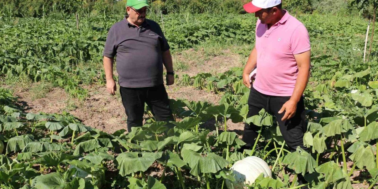 Erzincan tarım sektörü, renkli görüntülere sahne oluyor