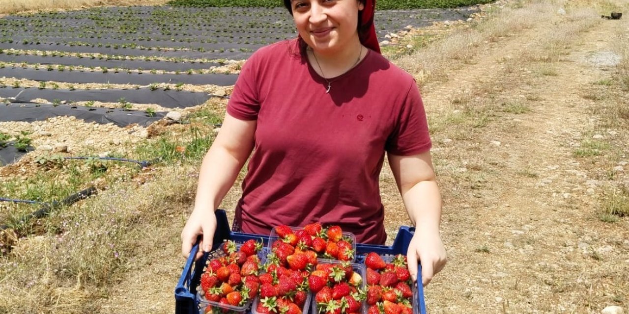 Erzincan’da ikinci çilek hasadı başladı