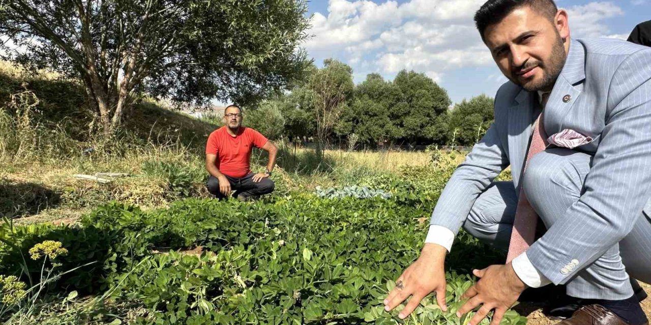 Yüksekova’da yer fıstığı yeryüzüne çıktı