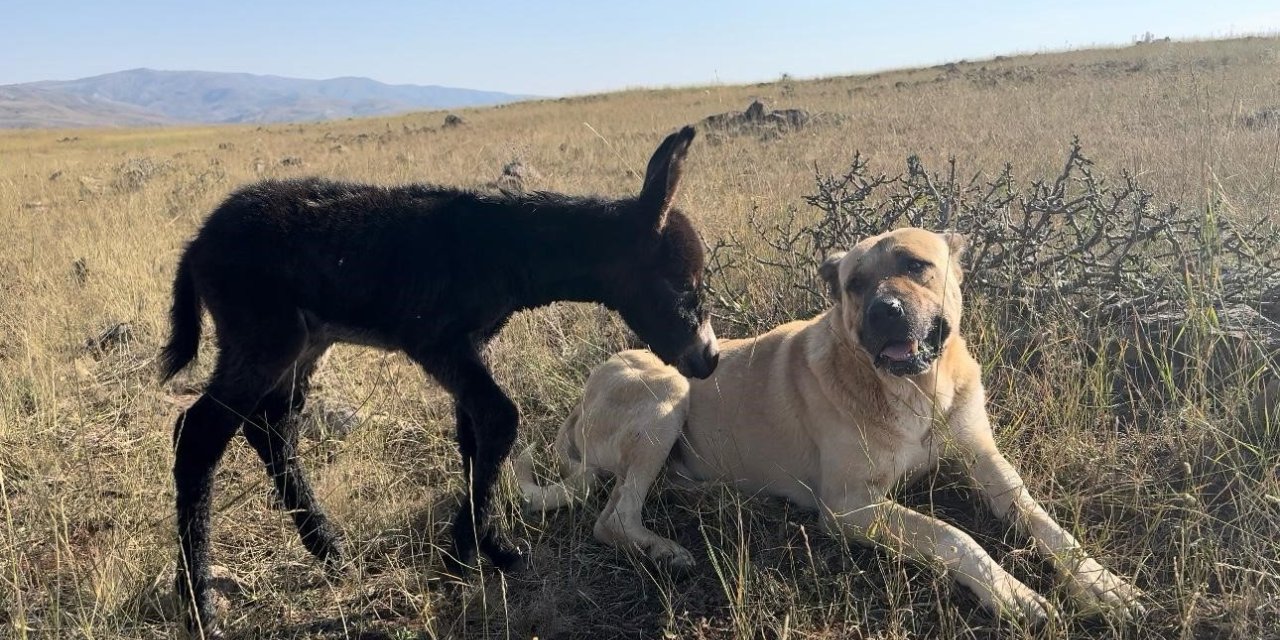 ’Kral’ bu kez sürünün eşeğine sahip çıktı