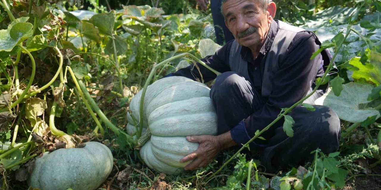 Muşlu çiftçi 50 kiloluk bal kabağı yetiştirdi