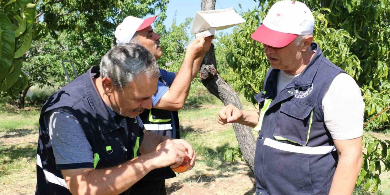 Akdeniz sineği Erzincan’ın meyve bahçelerini tehdit ediyor!