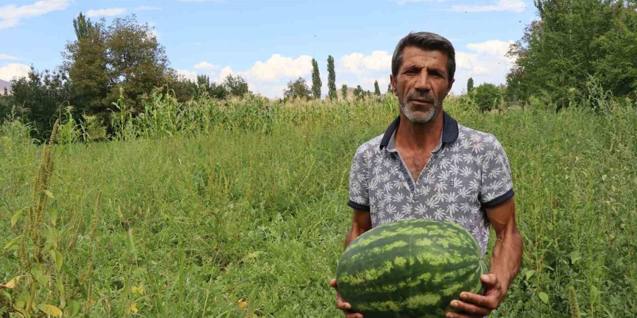 Oltu’da yerli üretim karpuz ilgi görüyor