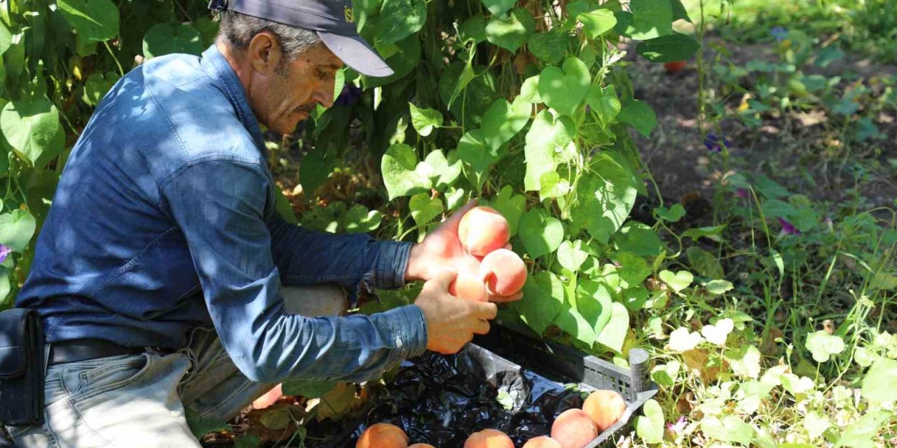 Elazığ’da şeftali hasadı devam ediyor