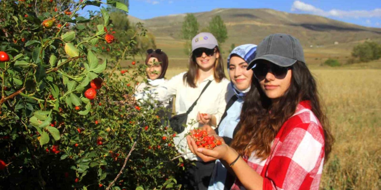 Erzincan’da kuşburnu, zorlu arazilerde toplanmaya başlandı