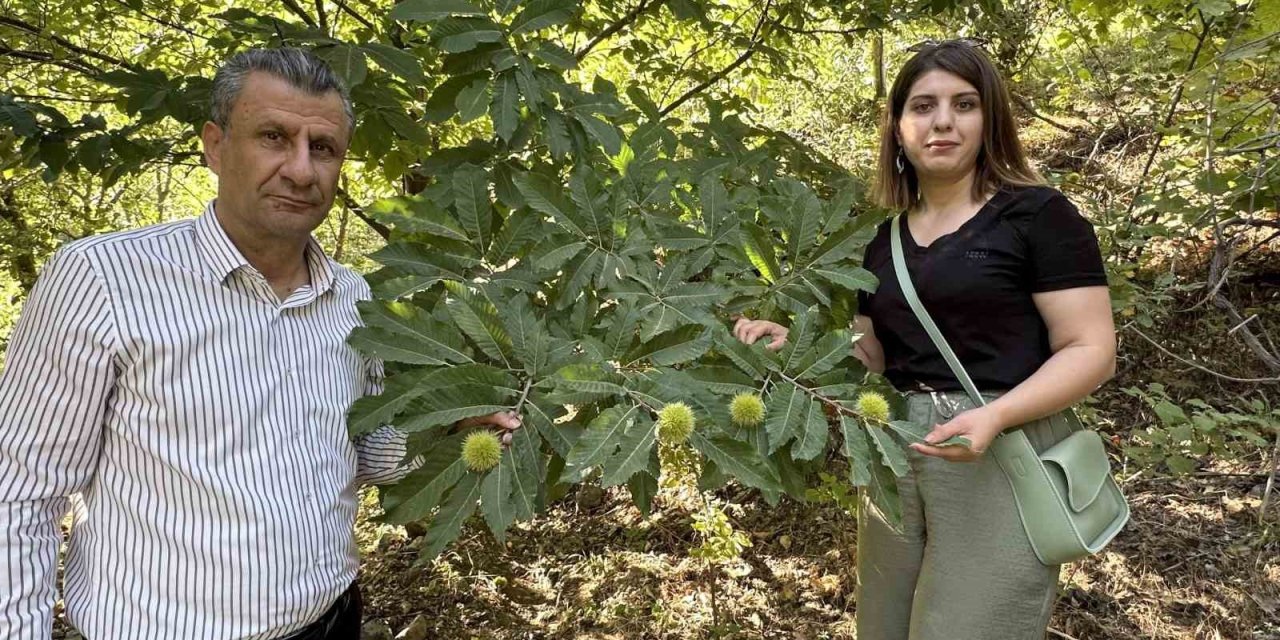 Yüksekova’da kestaneler canlanıyor: Ekim ayında hasada başlanacak