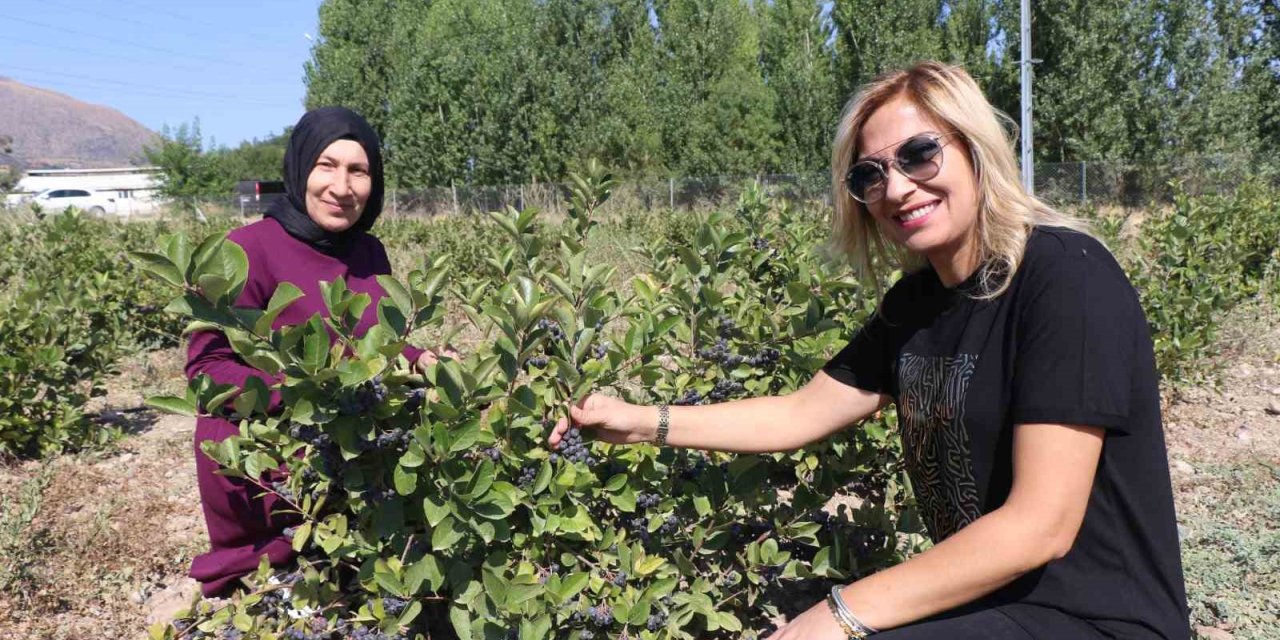 Erzincan’da “Süper meyve" bahçesi kuran ziraat mühendisi kadın “ilk hasat” heyecanı yaşadı