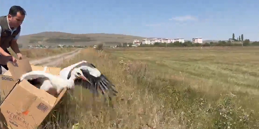 Kars'ta Tedavi Edilen Leylekler Doğaya Kavuştu