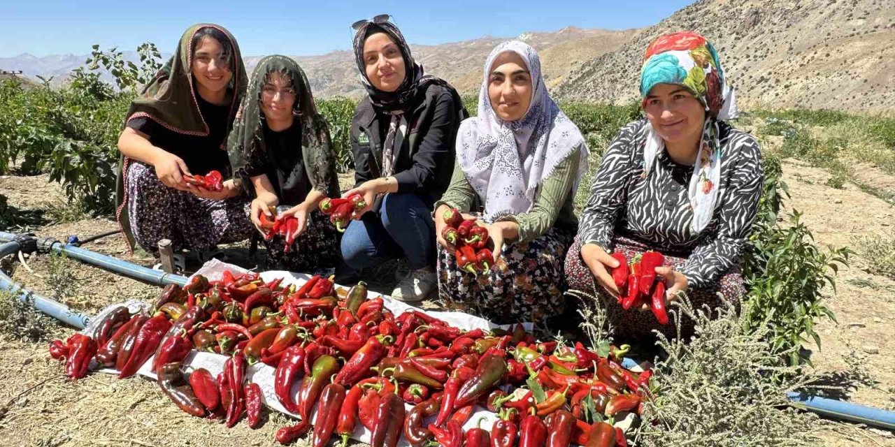 Yüksekovalı kadınlar biber hasadına başladı