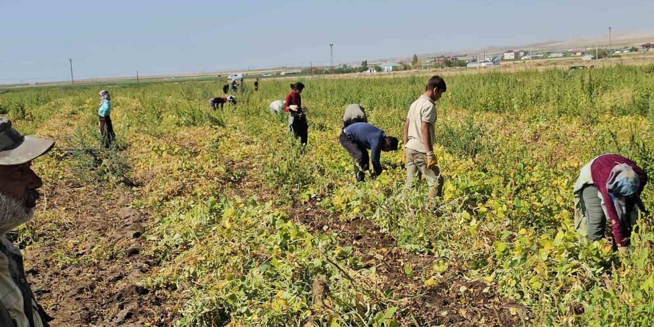 Adilcevaz’da fasulye hasadı başladı