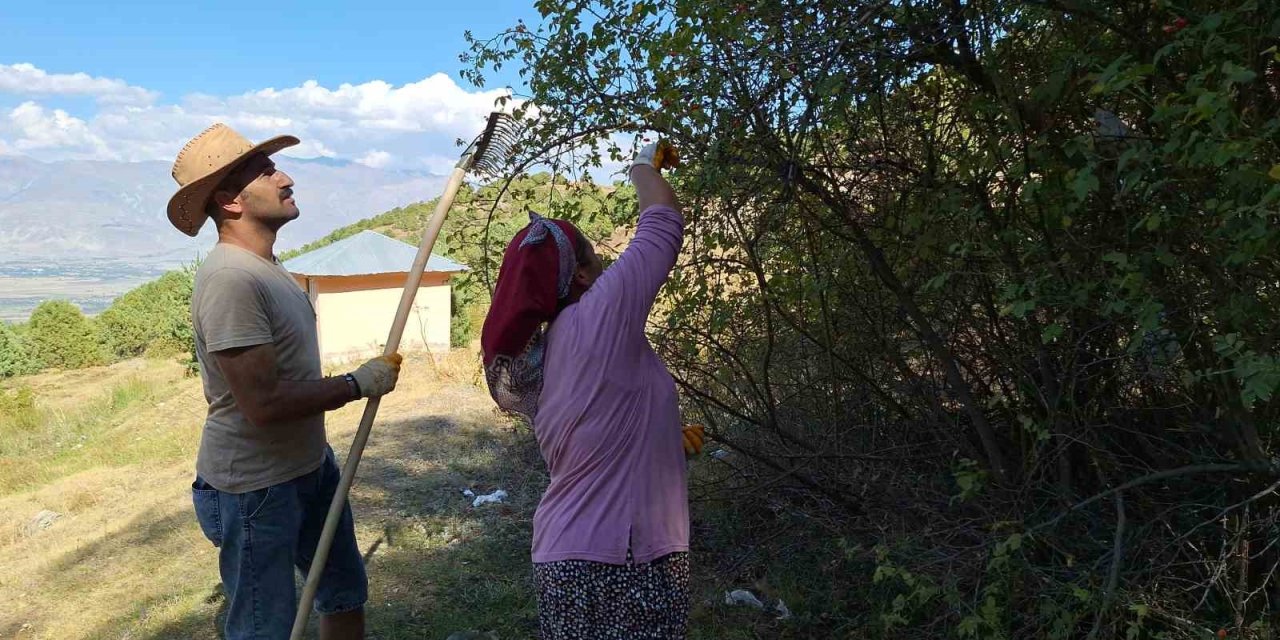 Erzincan’da kuşburnu, zorlu arazilerde toplanmaya başlandı