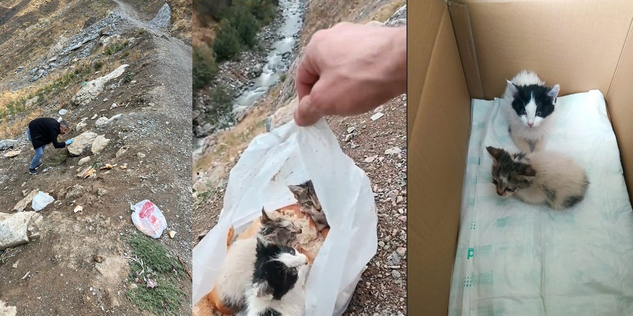 Hakkari’de poşetin içine konularak ölüme terk edilen kediler kurtarıldı