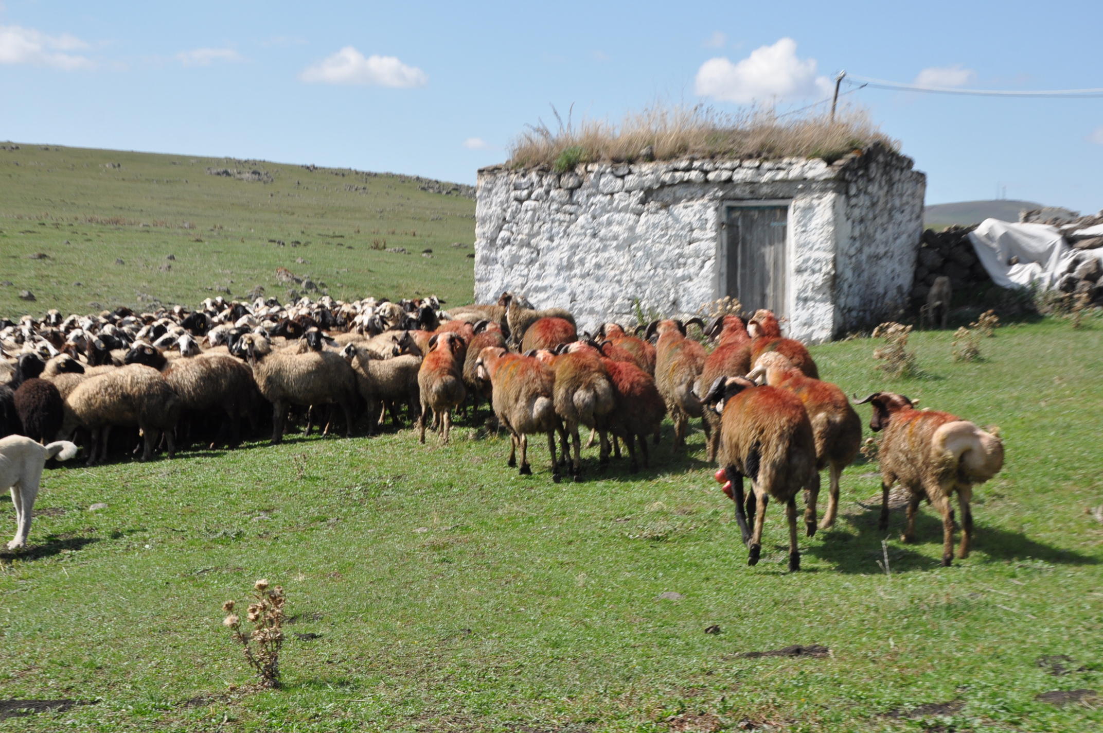 Kars'ta, ‘Koç Katımı’ düzenlendi