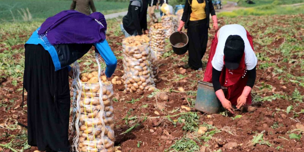 Erzincan’da patates hasadı başladı