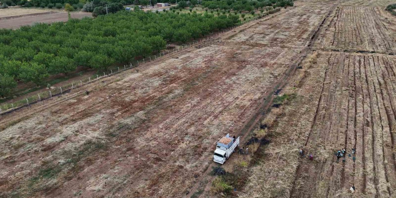 Malatya’da üretilen soğanlar Avrupa’ya ihraç ediliyor