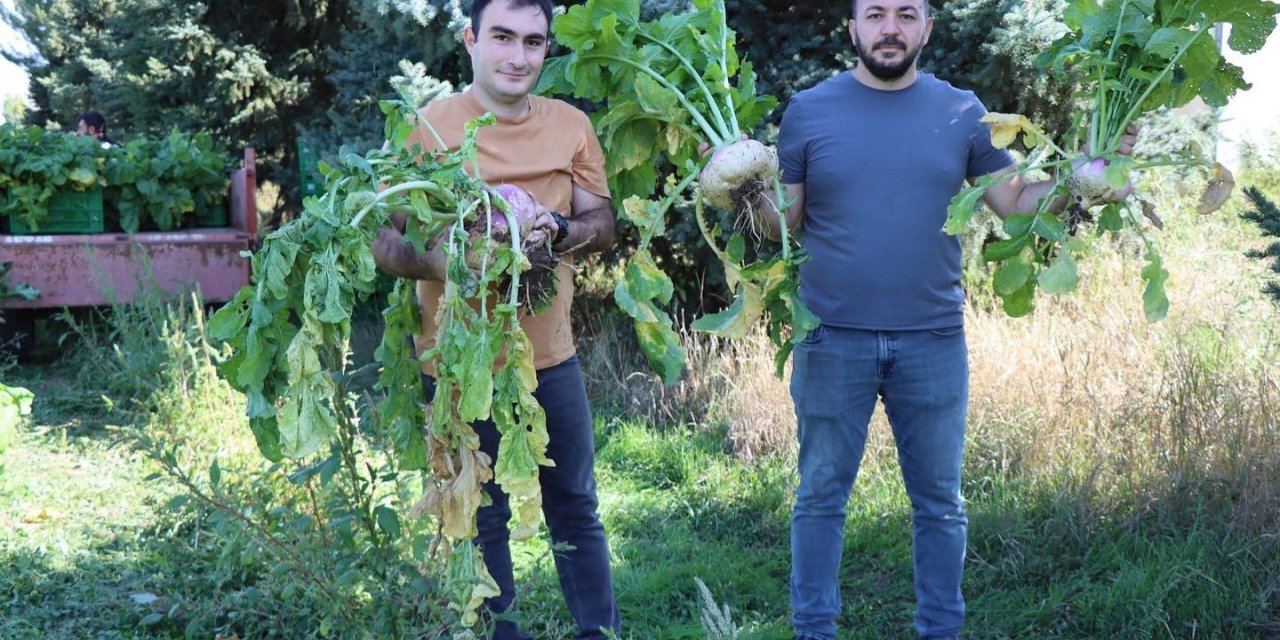 Lokman Hekim, o bitki o kadar faydalı ki tarlasının önünden geçmek bile yeterli diyor!