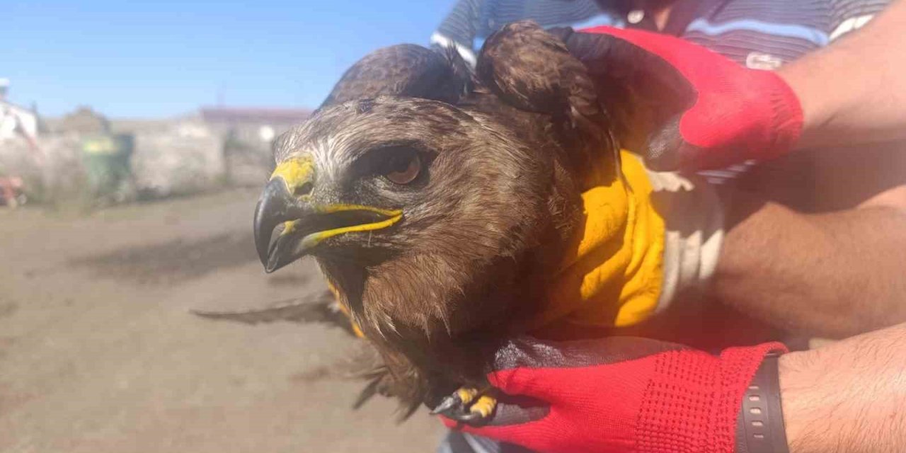 Ardahan’da yaralı bulunan kara çaylak tedaviye alındı