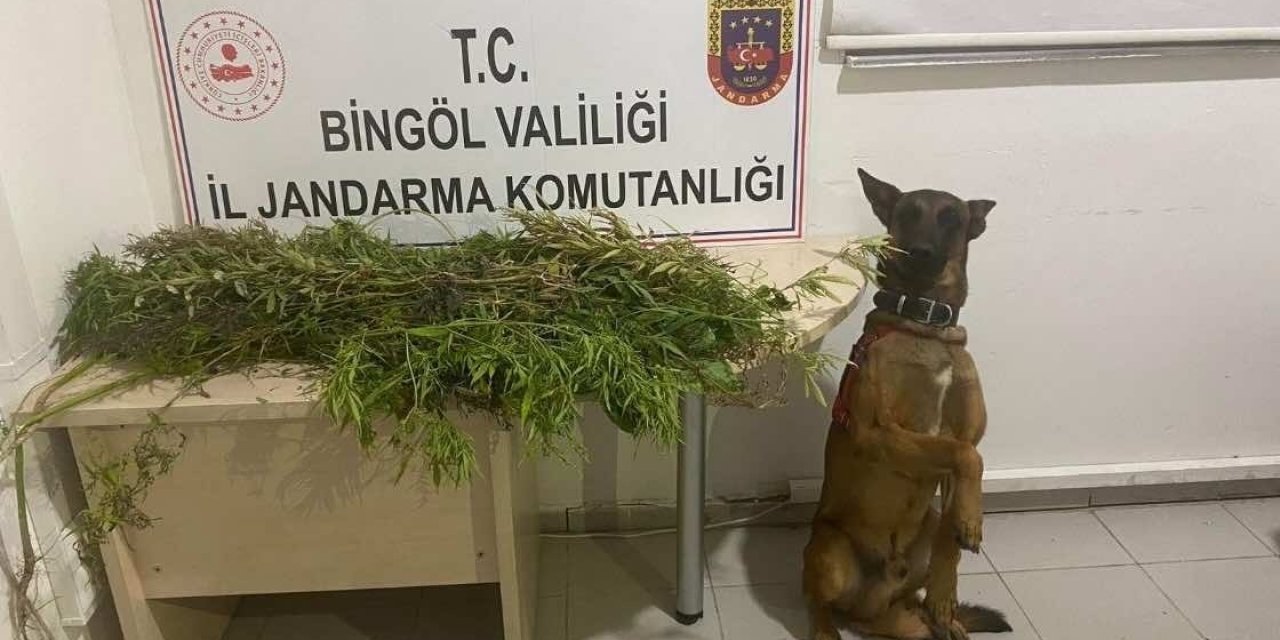 Bingöl’de uyuşturucuyla mücadele