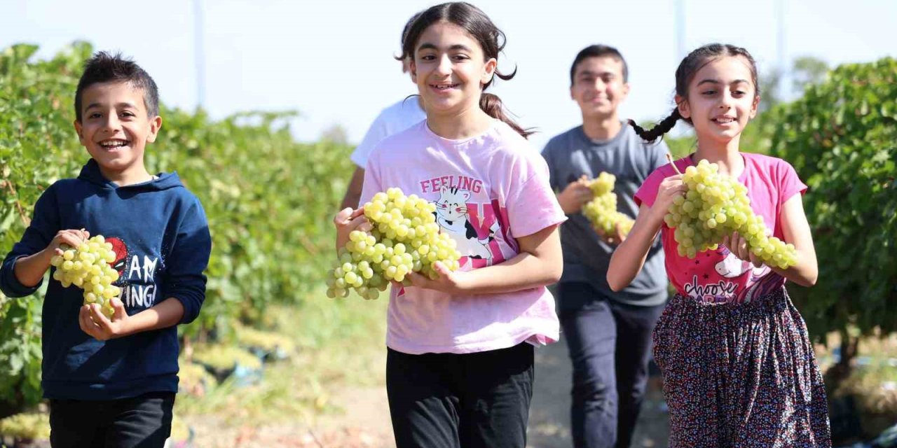 Çocuklar üzüm hasadına renk katıyor