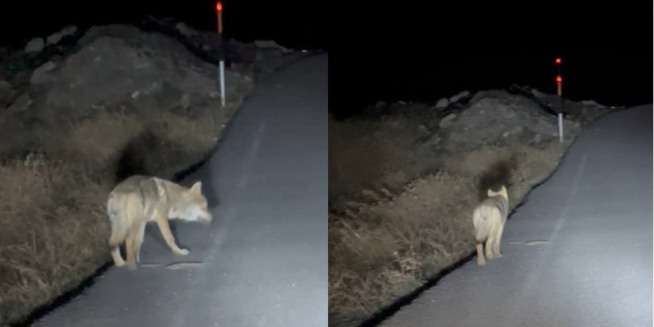 Hakkari’de aç kalan kurt yerleşim alanına indi