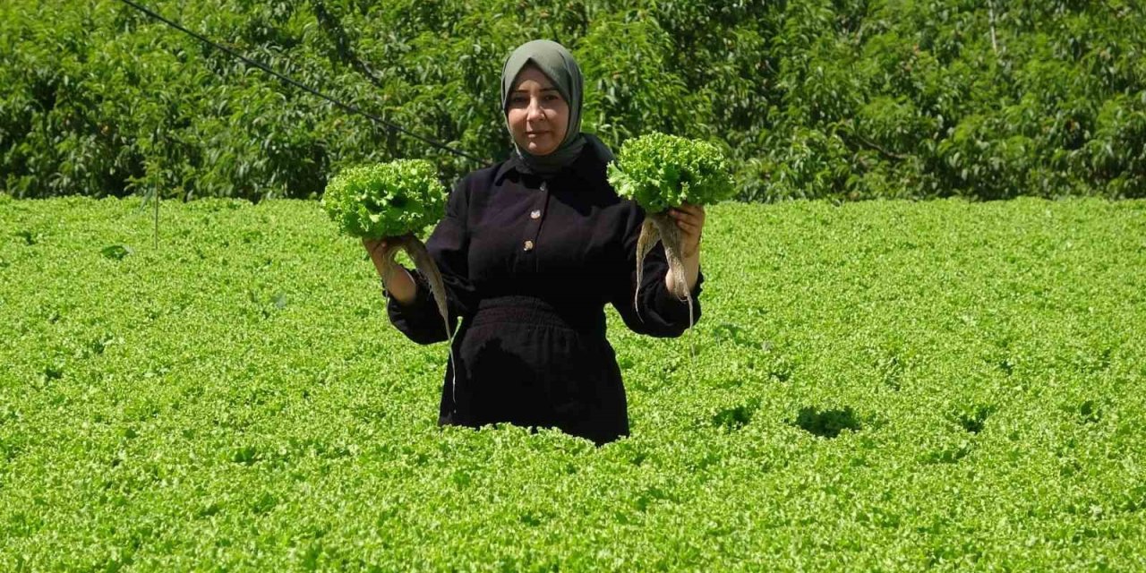 Erzincan’da marul hasadı başladı