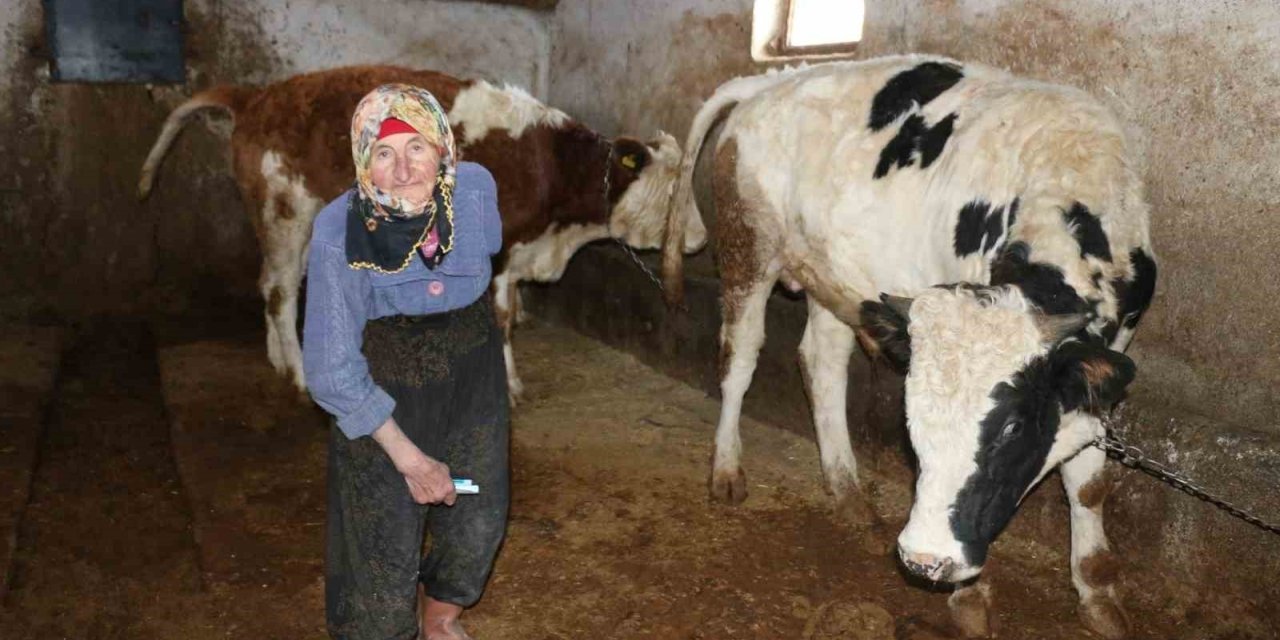 79 yaşındaki Dilber ninenin inanılmaz hayat mücadelesi görenlere maşallah dedirtiyor