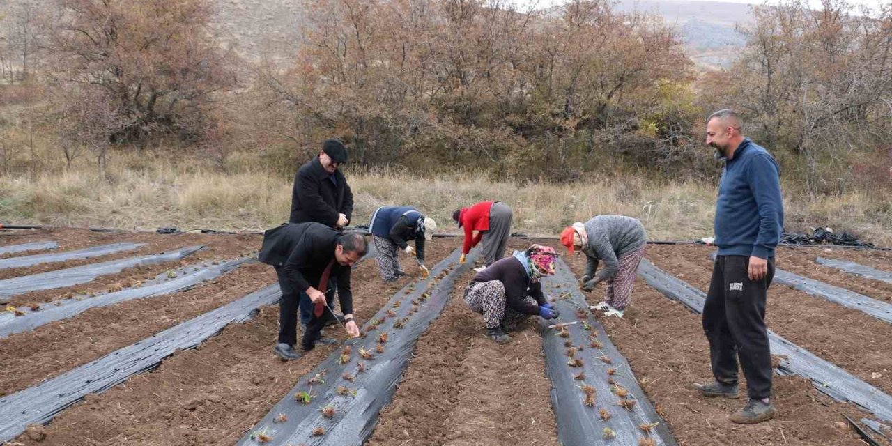 Çilek yetiştiriciliği projesiyle 20 dönüm alana 100 bin fide dikildi