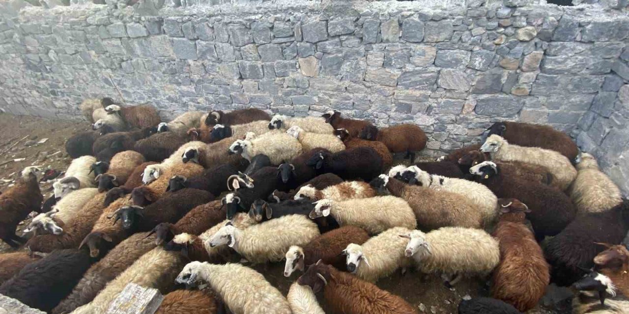 Sarıkamış’ta maskeli hırsızlar tarafından çalınan hayvanlar bulundu