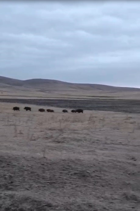 Kars’ta domuz sürüsü görüntülendi