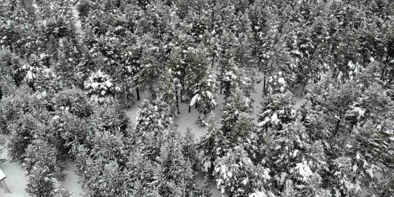 Erzincan’da karla kaplanan sarıçam ormanları görsel şölen sunuyor