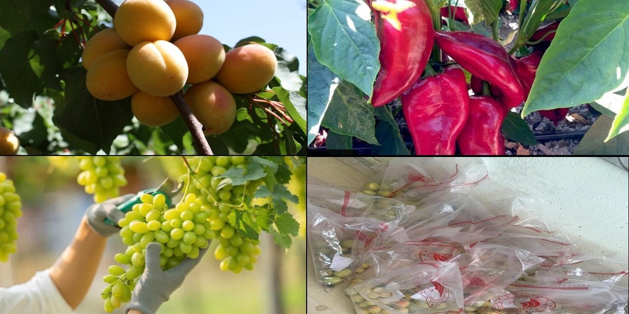 Elazığ’da pestisit denetimi