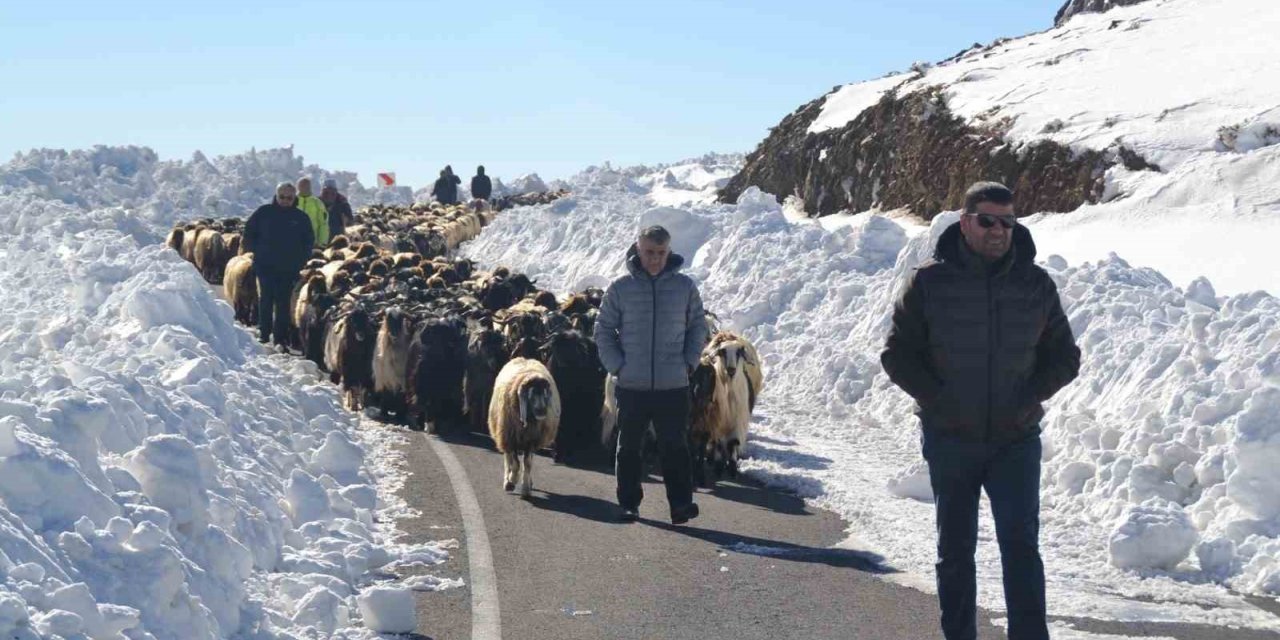 Muş’ta 2 bin koyun mahsur kaldı