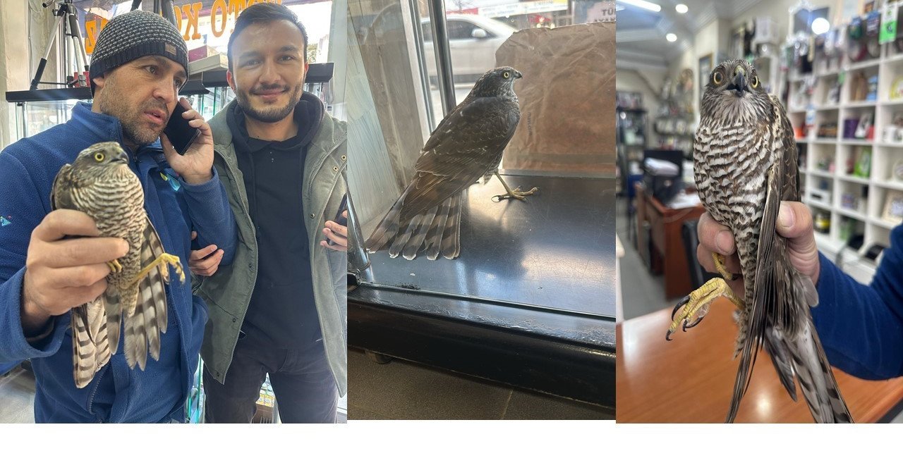 Soğuktan etkilenen atmaca bir iş yerine sığındı