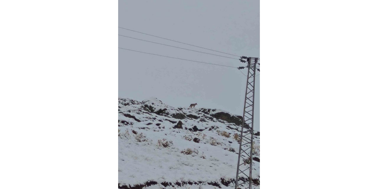 Hakkari’de gündüz vakti kurt görüntülendi