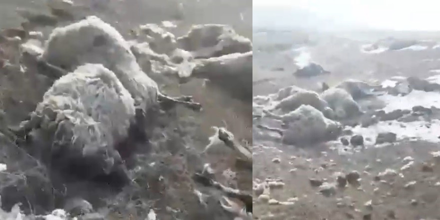 Arpaçay’da kurtlar dehşet saçtı