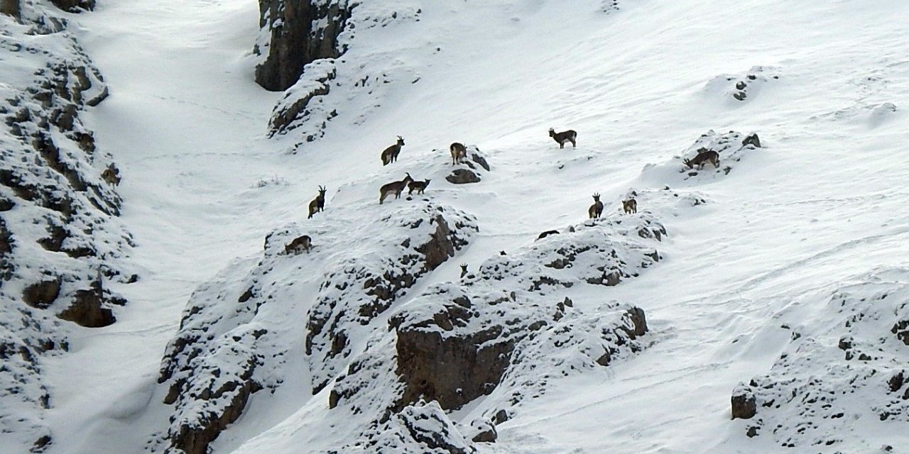 Erzincan’da drone yaban hayatını tehdit ediyor