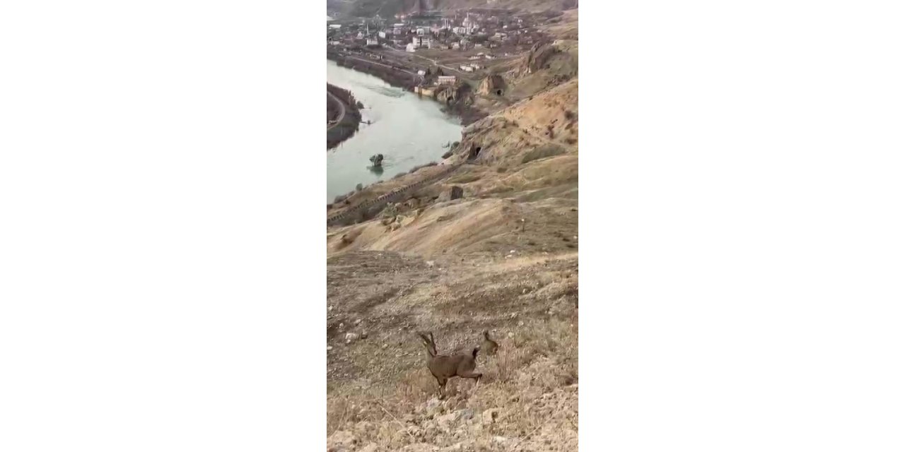 Koruma altındaki dağ keçileri Palu’nun eşsiz manzarasına dahil oldu