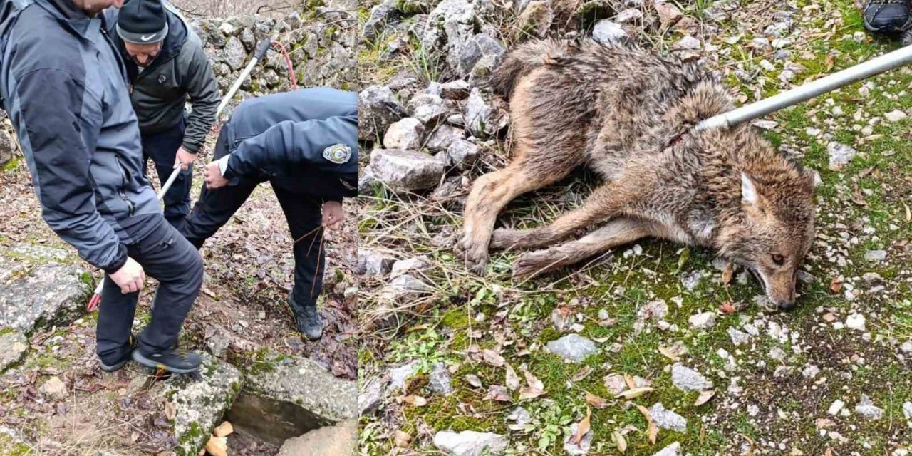 Erzincan’da yaralı kurt kurtarıldı