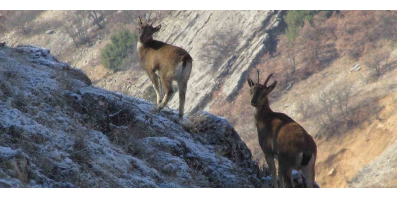 Elazığ’da envanter çalışmalarıyla dağ keçilerinin popülasyonu takip ediliyor