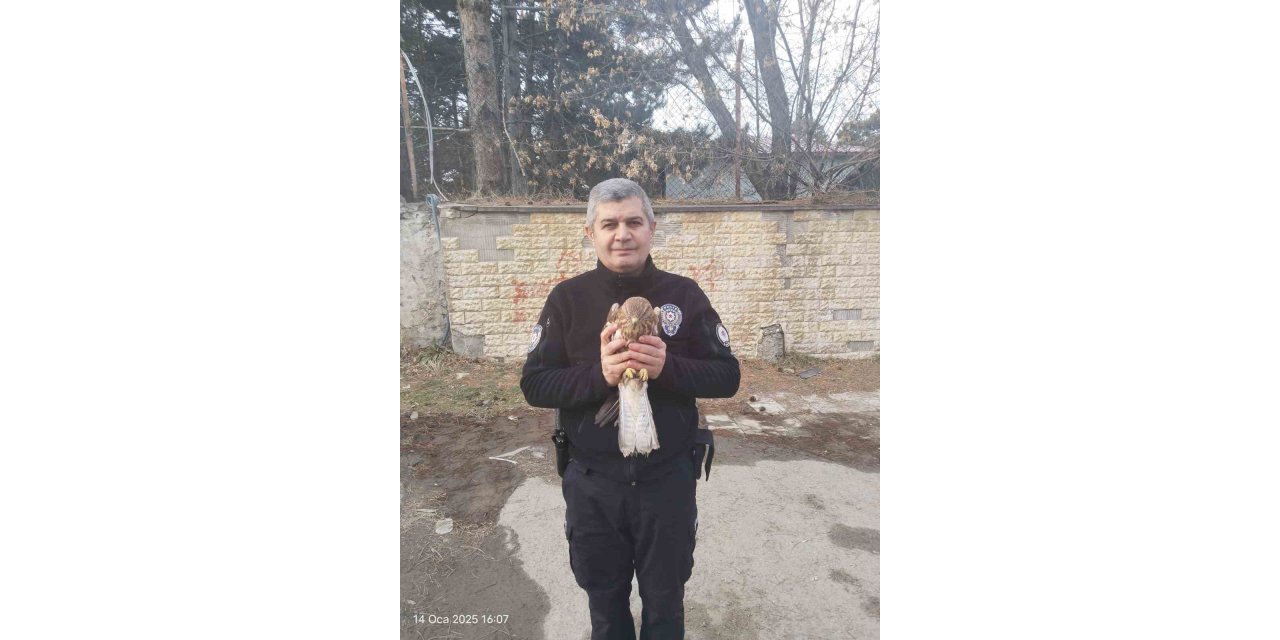 Tatvan’da yaralı şahin yavrusu bulundu