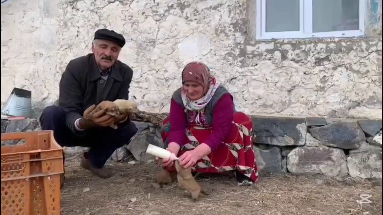 Annesiz kalan yavru köpekleri biberonla besliyorlar