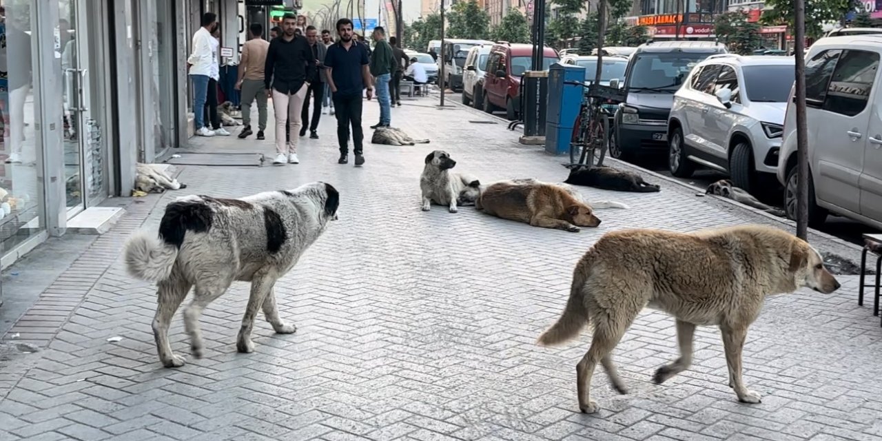 Yüksekovalı vatandaşlar tepkili: "Sokak köpekleri bir an önce toplatılsın"